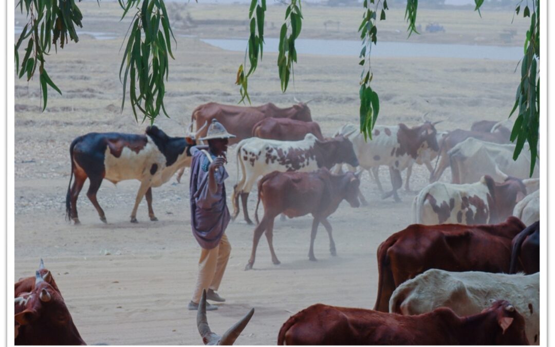 Research Project: The Impact of Cattle Rustling on Stabilization in the Gao, Menaka, and Timbuktu Regions.